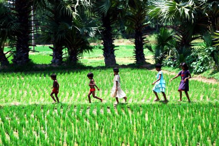 Foto de Niños rurales caminando en el campo de arroz - Imagen libre de derechos