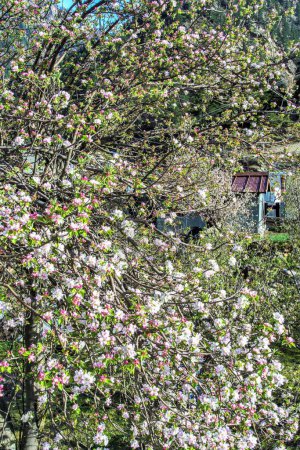 Photo for Apple fruit trees, Harsil, Uttarakhand, India, Asia - Royalty Free Image