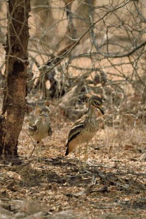 great thick knee, gir national park, gujarat, India, Asia