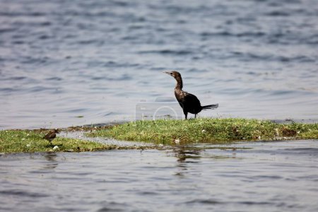petit cormoran, vadhvana, Gujarat, Inde, Asie