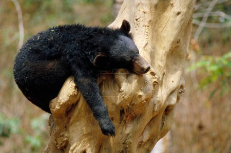 Himalayan Black Bear on tree