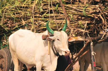 Photo for Bullock cart carrying sugarcane crops ; Indapur near Solapur ; Maharashtra ; India 25-January-2009 - Royalty Free Image