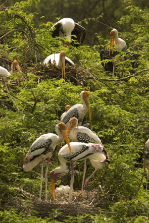 Grupo de aves cigüeñas pintadas en el árbol; zoológico de Delhi; Delhi; India