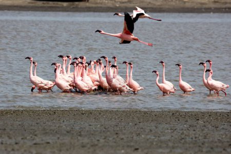 Lesser flamingo, tapi river, Surat, Gujarat, India, Asia