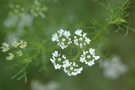 Coriander ( Coriandrum sativum ) plant and flowers , spice , Coriander plant ( fresh coriender ) leaves used for flavoring food , making chatni , curries