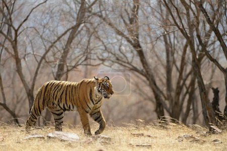 Téléchargez les photos : Seul tigre royal du Bengale marchant dans les forêts sèches de feuillus du parc national indien de Ranthambore, pendant les étés chauds - en image libre de droit