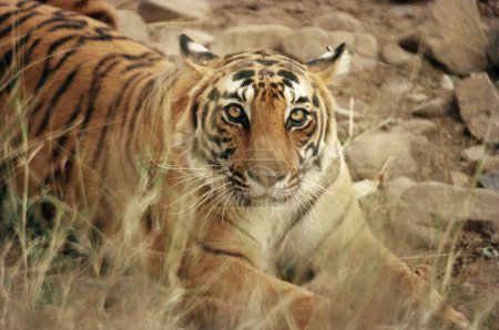 Photo for Tiger Panthera Tigris , Ranthambore , Rajasthan india - Royalty Free Image