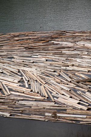 Grumes de bois flottant sur l'eau conservées pour assaisonnement près du point d'écho au lac Munnar ; Kerala ; Inde