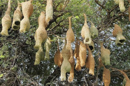 Photo for Baya weaver bird nests hanging on tree ; Jodhpur ; Rajasthan ; India - Royalty Free Image