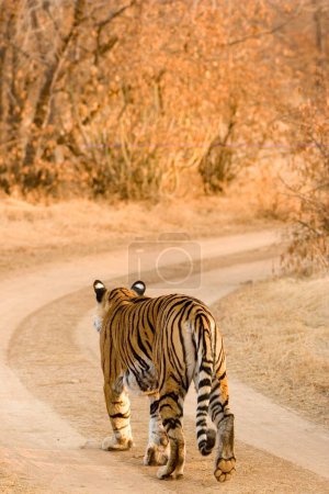 Tiger Panthera Tigris  Bengal tiger in Ranthambhore Tiger reserve national park ; Rajasthan ; India