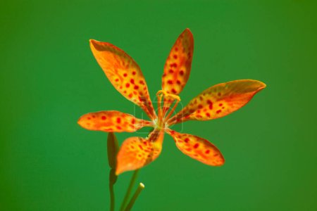 flor de leopardo, araku andhra pradesh India, Asia