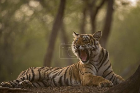 Tigre de Bengala en el parque nacional de Ranthambhore, Rajasthan, India, Asia