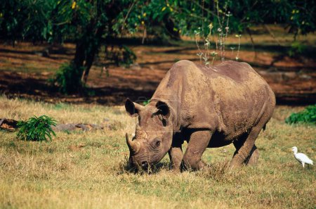 Téléchargez les photos : Rhinocéros à deux cornes Rhinocéros d'Afrique unicornes, Zoo de Mysore, Karnataka, Inde - en image libre de droit