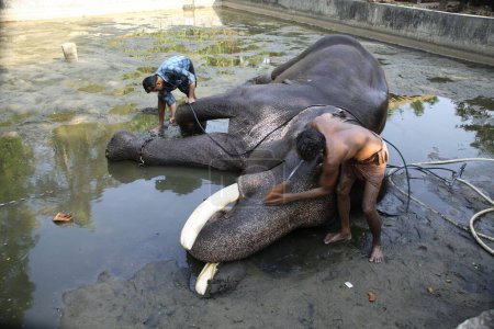 Téléchargez les photos : Elephant Elephas maximums donnés bain par deux personnes frotter vivant Guruvayur Devaswom Boards Punnathur Kotta Elephant Sanctuary, Guruvayur, Dist Thrissur, Kerala - en image libre de droit