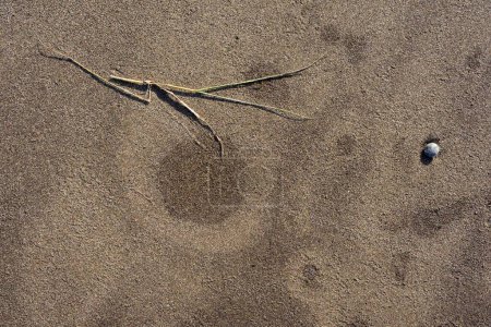 Foto de Hierba seca sobre arena, Playa del Bhagal, Valsad, Gujarat, India, Asia - Imagen libre de derechos