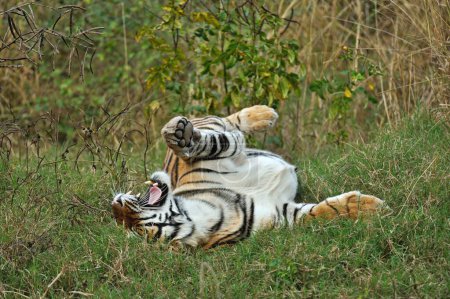 Tiger panthera tigris tigris roulant dans l'herbe, parc national Ranthambore, Rajasthan, Inde