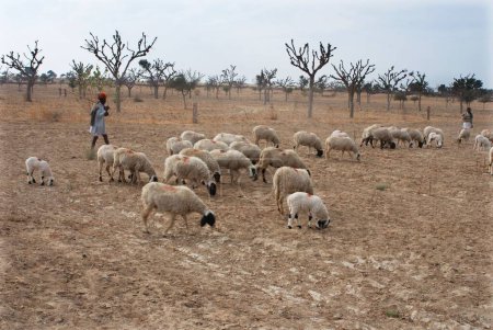 Photo for Shepherd looking at sheep engaged in grazing ; Ladnun ; Rajasthan ; India - Royalty Free Image