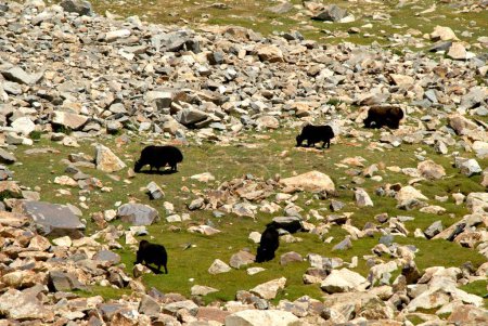 Valle de Nubra; Ladakh; Jammu y Cachemira; India