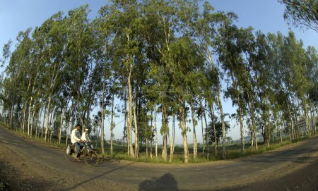 Téléchargez les photos : Eucalyptus plantation d'arbres à Ralegan Siddhi près de Pune ; Maharashtra ; Inde - en image libre de droit