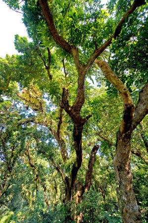 Photo for Mango tree forest mangifera indica with parasites , Calcutta , West Bengal , India - Royalty Free Image