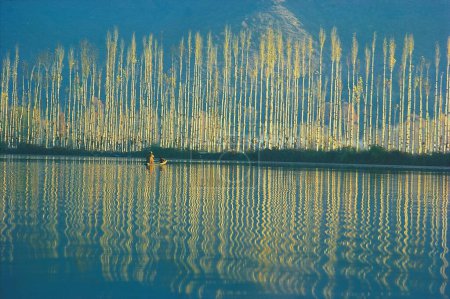 Téléchargez les photos : Peupliers à la fin de l'automne ensoleillé ; lac Dal ; Srinagar ; Jammu-et-Cachemire ; Inde - en image libre de droit