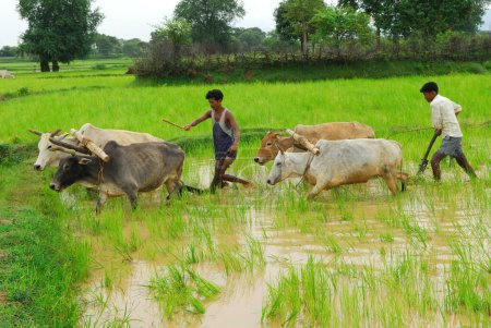 Photo for Ho tribes men with bullocks in paddy field, Chakradharpur, Jharkhand, India - Royalty Free Image