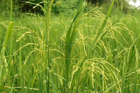 Photo for Rice field , maharashtra , india - Royalty Free Image