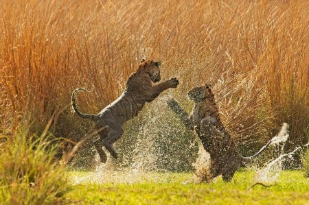 Two wild young sub adult Bengal tigers, splashing water and leaping in the air, while play fighting in a wet grassland in Ranthambhore national park of India