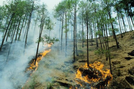 Téléchargez les photos : Arbres brûlant dans un feu de forêt, Almora, Uttar Pradesh, Inde, Asie - en image libre de droit