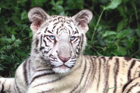 Téléchargez les photos : Portrait de tigre blanc panthère tigris reposant dans le parc national safari ; Bangalore ; Karnataka ; Inde - en image libre de droit