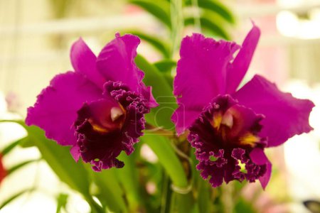 Photo for Orchid flowers in the nature - Royalty Free Image