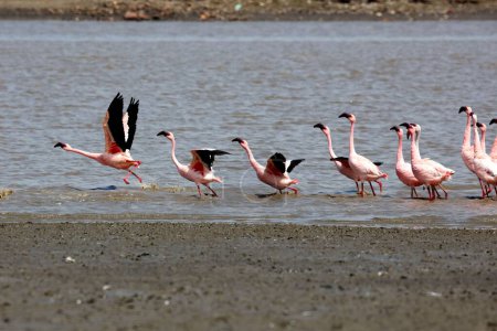 Photo for Lesser flamingo, tapi river, Surat, Gujarat, India, Asia - Royalty Free Image