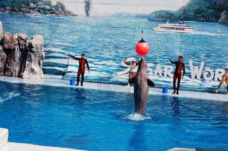 Téléchargez les photos : Salon des dauphins au safari mondial et parc marin, Pattaya, Bangkok, Thaïlande - en image libre de droit