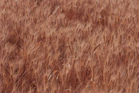 Photo for Wheat Field ready for harvest - Royalty Free Image