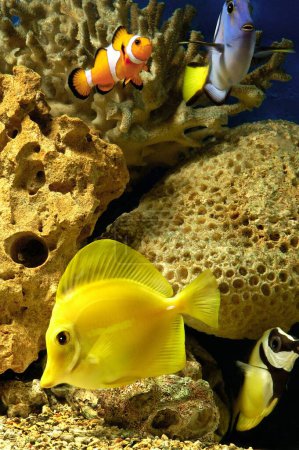 Photo for Fishes , Clown fish , Yellow Tang , Fox & Regal Tang in a fish tank - Royalty Free Image