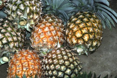 Téléchargez les photos : Fruits ; Ananas au village de Jatinga ; Halflong ; Assam ; Inde - en image libre de droit