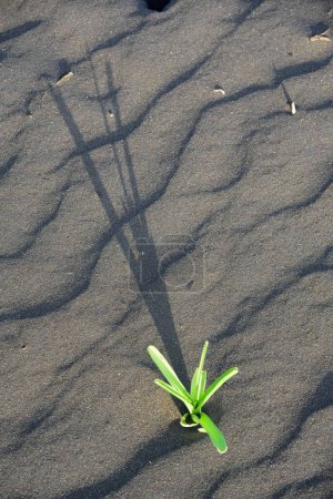 Téléchargez les photos : Plante verte sur la plage de sable, Surwada plage, Valsad, Gujarat, Inde, Asie - en image libre de droit