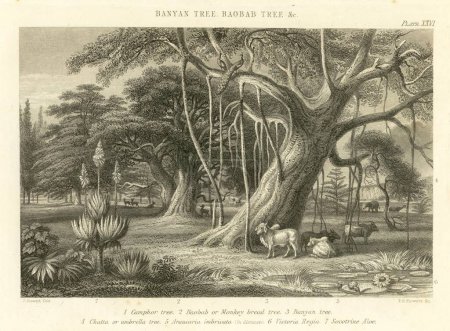 Foto de Litografías Banyan Tree, Baobab Tree & etc, India - Imagen libre de derechos
