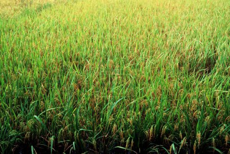 campo de arroz en la India
