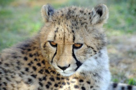 Leopardo africano Sudáfrica