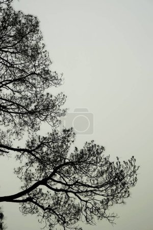 Deodar tree, Village Deori, Kalwari, Tirthan Valley, Himachal Pradesh, India, Asia