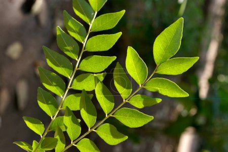 Photo for Medicinal plant , green neem , Melia Azadirachta Lin - Royalty Free Image