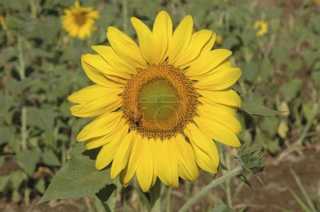 Photo for Sunflower (Latin Name Helianthus annuus) , Sunflower plant , Talegaon , Maharashtra  , India - Royalty Free Image
