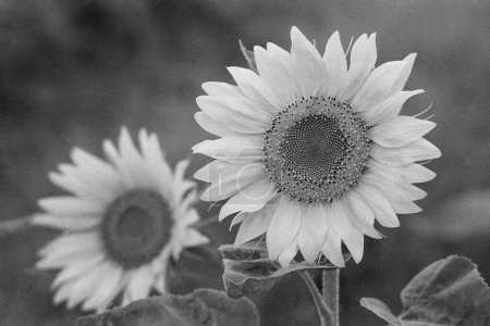 Photo for Sunflower field near Pune Maharashtra India Asia 1978 - Royalty Free Image