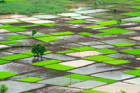 Paddy Reisfeld in Quadraten Muster im Monsun, Chiplun, Ratnagiri, Maharashtra, Indien