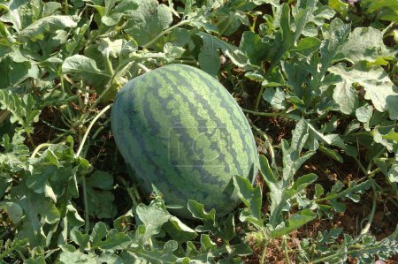 Fruits ; WaterMelon ; Botanical Name ; Citrullus vulgaris ; Family ; Cucurbitaceae ; Sweet ; Red in colour from inside ; Water Melon in the field ; At Kudal ; Dist Sindhudurga ; Maharashtra ; India