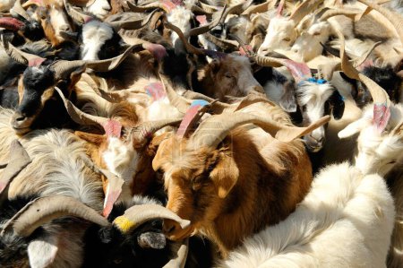 Troupeau de moutons, Kagbeni, Népal