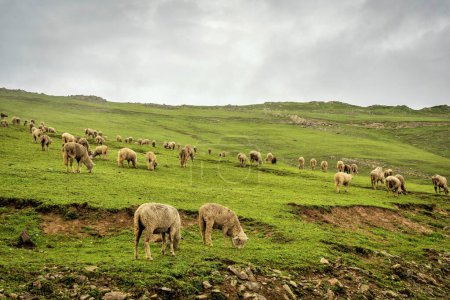 Photo for Sheep grazing, Gurez valley, Bandipora, Kashmir, India, Asia - Royalty Free Image