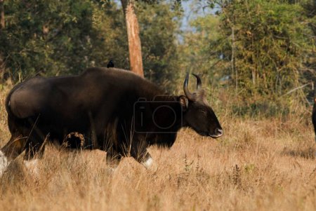 Photo for Bison ; Betla National Park or Tiger reserves ; Jharkhand ; India - Royalty Free Image