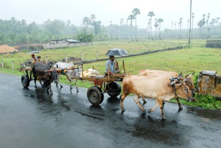 Foto de Carros de bueyes en carretera en monzón; Kerala; India - Imagen libre de derechos
